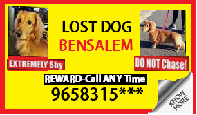 Lost And Found-Display-Ad Lost And Found-Display-Ad
